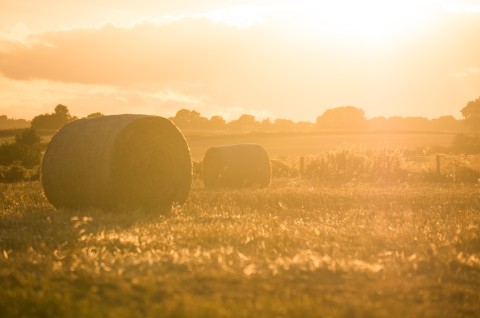 Environmental Land Management (ELM) Scheme 2022: Sustainable Farming Incentive